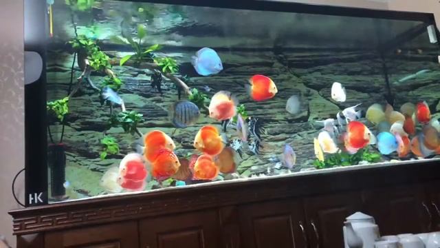 Аквариум с дискусами и скаляриями от Tùg Tân смотреть онлайн