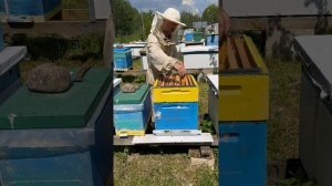 КАК ПОСТАВИТЬ МАГАЗИН НА УЛЕЙ