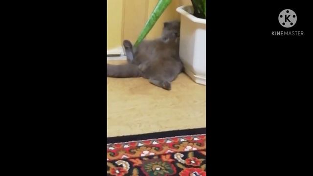 САЛАМ АЛЕКУМ смотреть онлайн