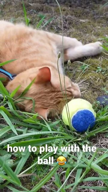My Cat Playing With The Dog’s Tennis Ball #shorts