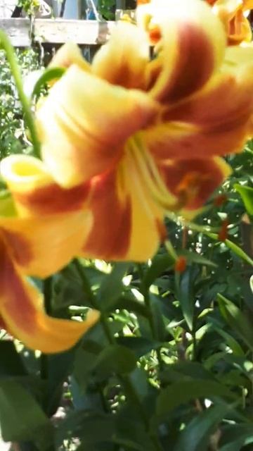 Лилии debby ( Дебби) смотреть онлайн