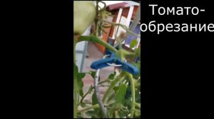 Обзор томата Воловье сердце