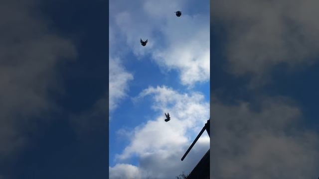 Голуби Донецка смотреть онлайн