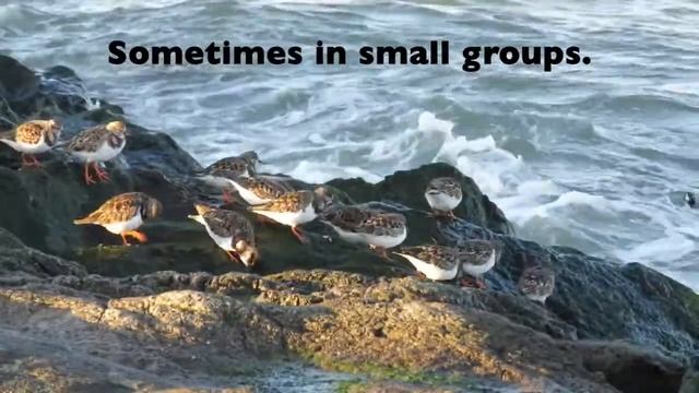 Meet the Ruddy Turnstone (in Its Winter Plumage) смотреть онлайн