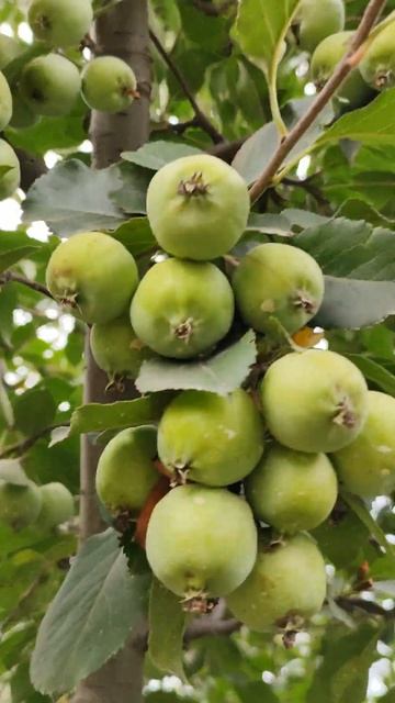small size apple #kashmir #gulmarg #autumn #kashmirtour #fromnature #apple смотреть онлайн