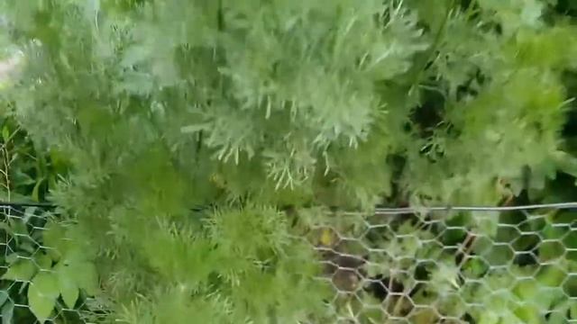 Colakruid - Artemisia Abrotanum ‘Cola’