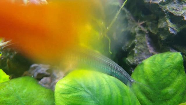 4K Aquarium смотреть онлайн