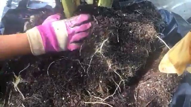 FINALLY - Harvesting TARO ROOT - Hidden Garden in Front Yard смотреть онлайн