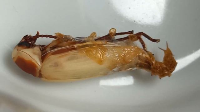 zophobas morio ciclo de vida смотреть онлайн