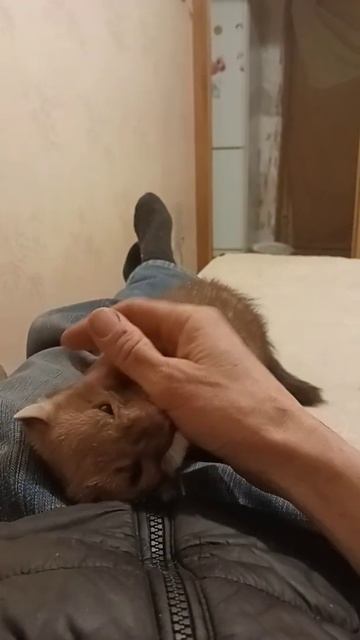 куница дома