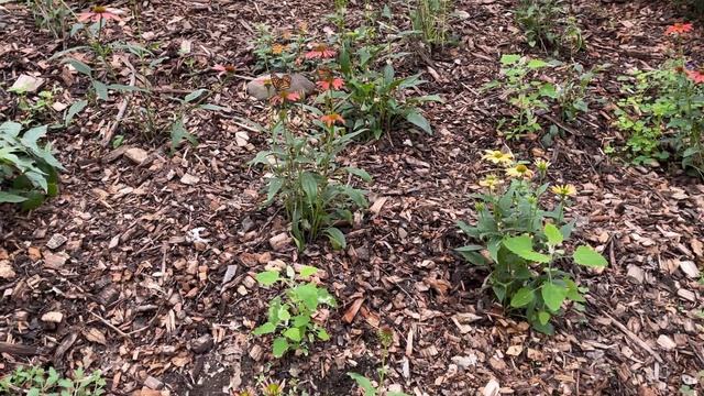4k Best Butterfly park in Boston|Butterfly Hollow landing at the Franklin park Zoo|#butterflygarden смотреть онлайн