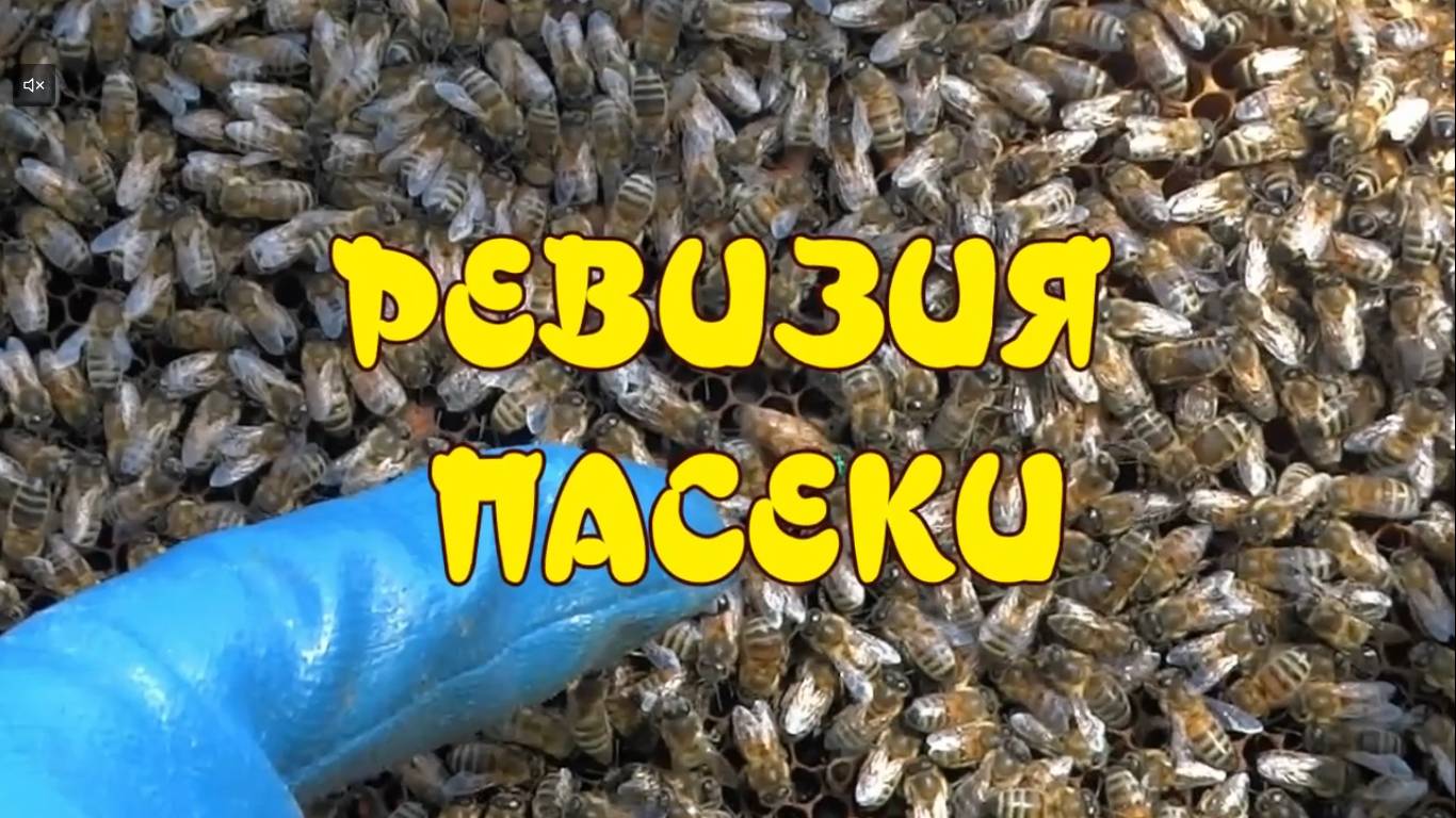 ВЕСЕННЯЯ РЕВИЗИЯ УЛЬЕВ НА 12 И ЛЕЖАКОВ НА 24 РАМКИ  РЕВИЗИЯ ПАСЕКИ