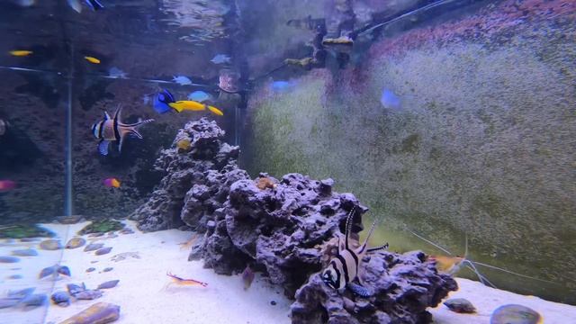 Relaxing Saltwater Reef Aquarium (Alastrea): Post Water Change Feeding смотреть онлайн