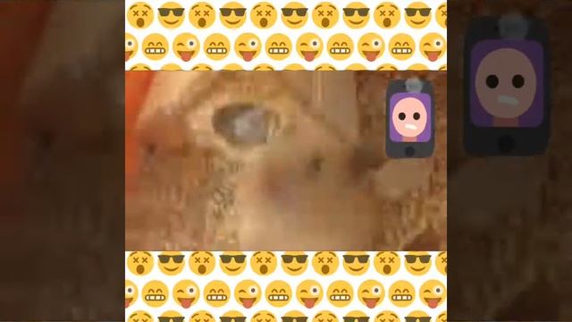 ХОМЯК И САЛФЕТКИ/УСКОРЕННОЕ ВИДЕО! смотреть онлайн