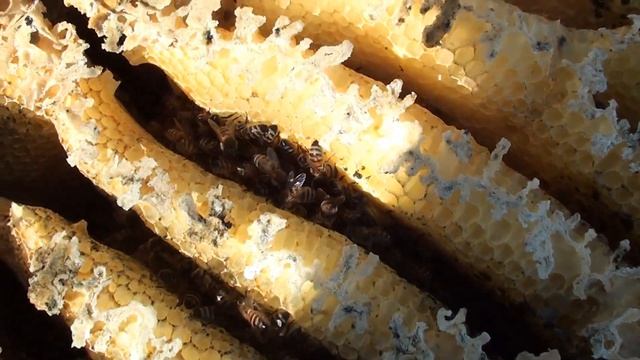 Дикі лісові бджоли в колоді.