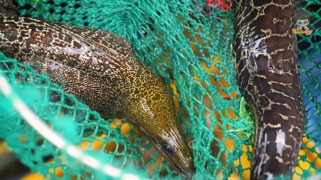 Vietnamese Seafood, StreetFood!! Grilled Moray Eel & Freid Fish смотреть онлайн