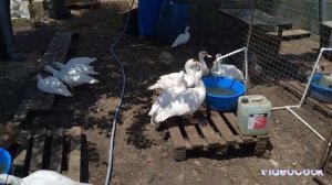 Пополнение в хозяйстве 🤍🦆 Гримо. Утки на гнездах