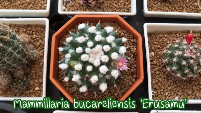 Mammillaria bucareliensis 'Erusamu' |Smile channel смотреть онлайн