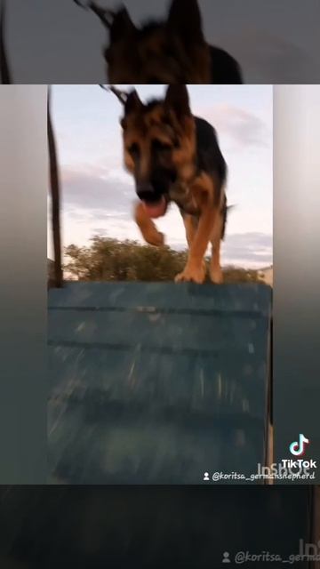 учимся) #немецкаяовчарка #собака #овчарка #germanshepherd #дрессировка