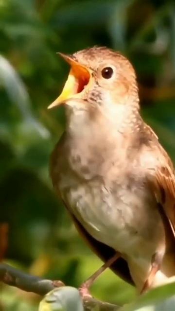 Natural Bird Voice #shorts смотреть онлайн