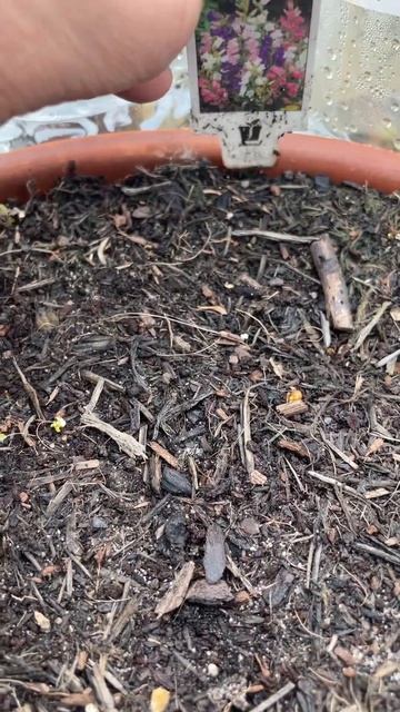 My CANTERBURY BELLS are germinating at last! смотреть онлайн