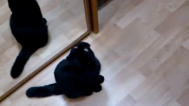 Стойка кота смотреть онлайн