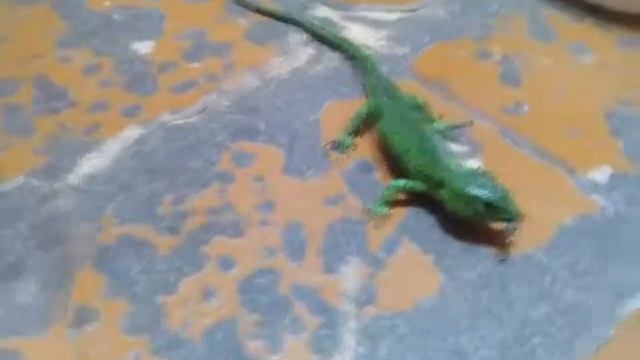 Как накормить ящериц смотреть онлайн