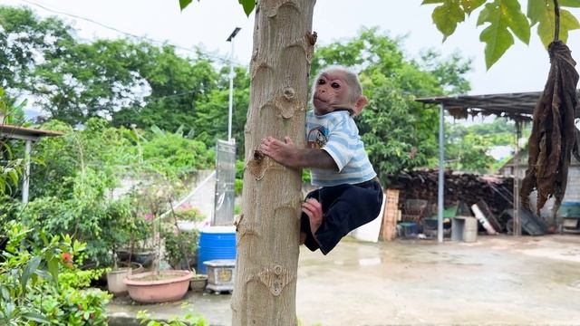 Jic Jic Go Over To The Neighbor's House To Pick Some Papayas