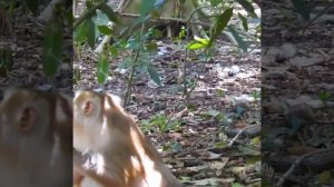 No way big scream so loud pitiful Leo 300k sad when bad monkey Ashley bite poor boy
