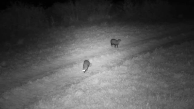 Djuma: Two White-tailed Mongoose - 18:57 - 07/08/2023 смотреть онлайн