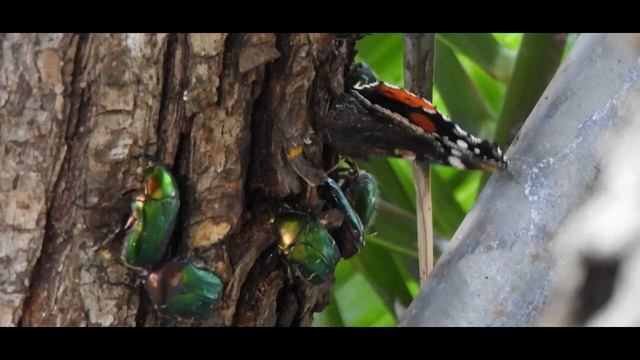 Vanessa atalanta + Cetonia aurata onthe same peartree Greece смотреть онлайн