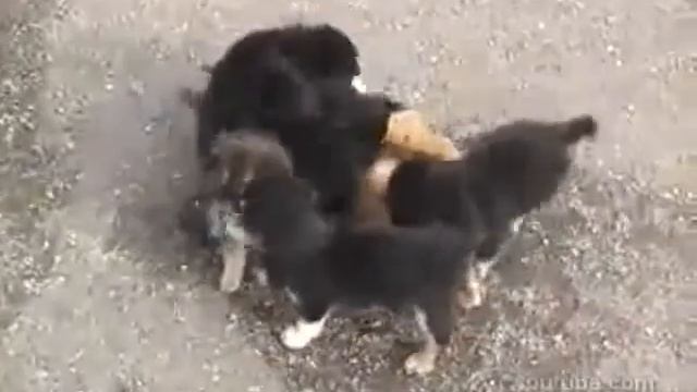 Angry Dogs attacks cat Злые Собаки напали на кота1 смотреть онлайн