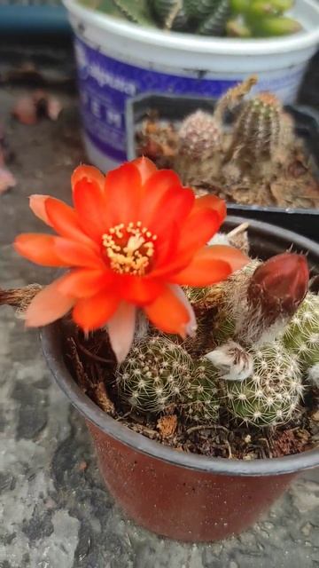 Echinopsis chamaecereus en floración 😍 #echinopsis #cactus смотреть онлайн