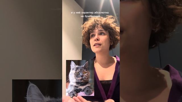 «Ищем дом». Эпизод 3. Зита - британистая кошь смотреть онлайн