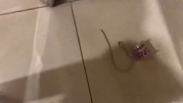 Добрый вечер - всем хорошего настроения! Почаще улыбайтесь! смотреть онлайн