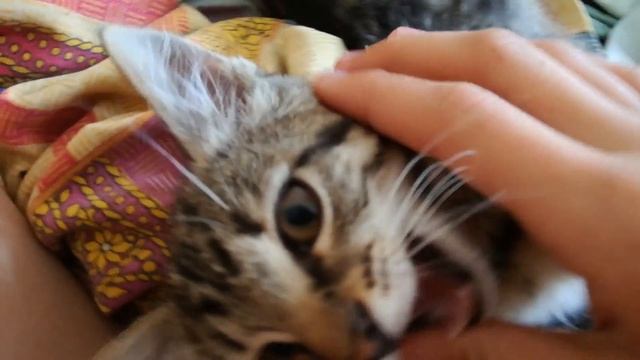 Игривая кошечка