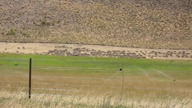 Sheep In New Zealand