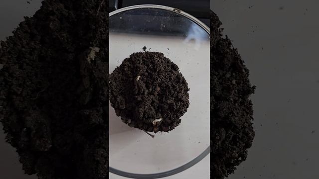 I finally caught a (Ponera pennsylvanica)colony! смотреть онлайн