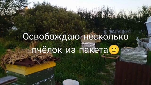 Подготовка пчел к зиме 27.08.23 #пчеловодство #пасека#улей смотреть онлайн