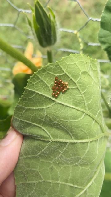What's eating your squash? SQUASH BUGS! #shorts смотреть онлайн