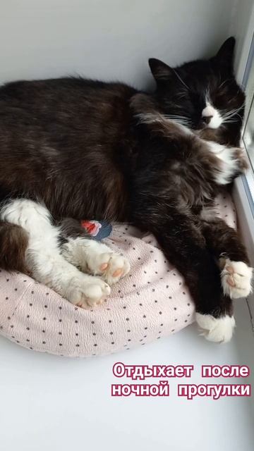 #животные #питомцы #кошка #дворняжка #алиса #прогулка #ночнаяпрогулка #ночь #отдых #сон #шортс смотреть онлайн