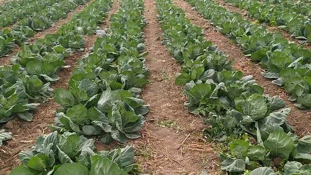 Молода капуста на осінь.. смотреть онлайн
