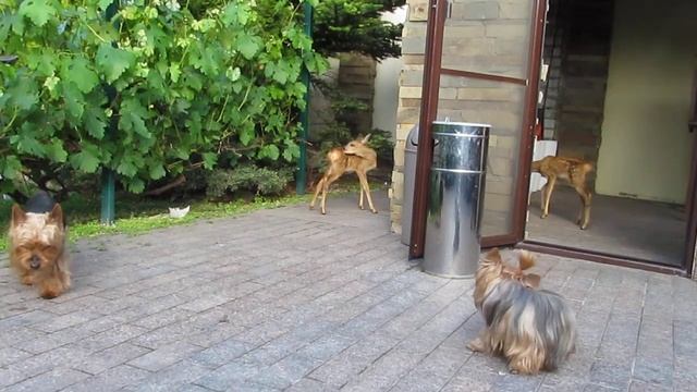 Йорки и косули