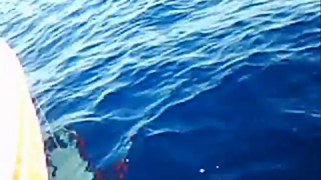 0028 Mercan Axillary  Gilthead Seabream Balık Dentex Common Pandora Fishing