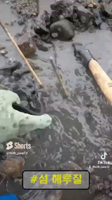 개조개 구멍 3개에 몇마리가  #해루질 #해루질포인트