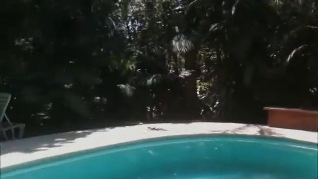 Basilisk Pool Hoping