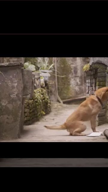 Мой Хатико #2023 #сериалы #Фильм