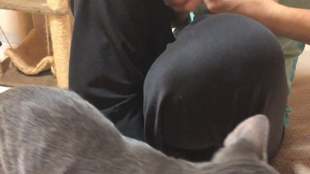 Kitten vs Nail Clipper | Kitten Noa ＃55 смотреть онлайн