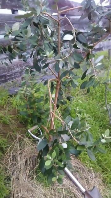 とり木3年もの フェイジョア アポロを地植えにしたよ 風に負けるな！ смотреть онлайн