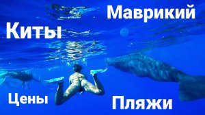 Маврикий. Плавание с китами. Рейтинг пляжей